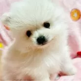 ポメラニアン