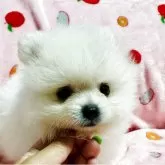 ポメラニアン