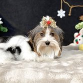 ビューワーテリア