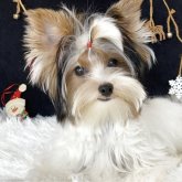 ビューアーテリア