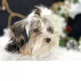 ビューワーテリア【大分県・男の子・2025年5月29日・ホワイト&ブラック&ゴールド】の写真15