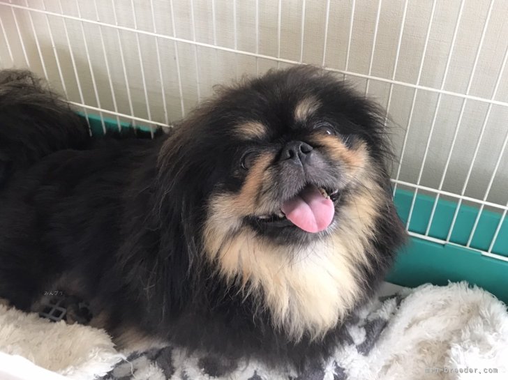 ペキニーズ【・女の子・2018年12月6日・ブラックタン】「優しいお顔のお母さんです☺️」