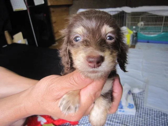 ID：1208-00284の子犬