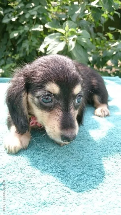 ちぃ 様のお迎えした子犬