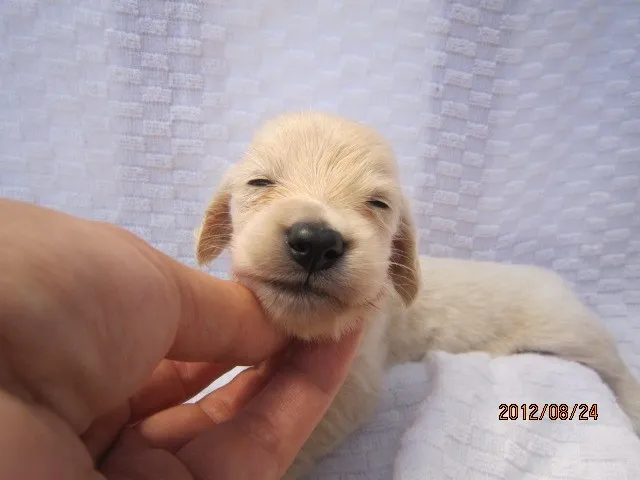 小太郎ママ 様のお迎えした子犬