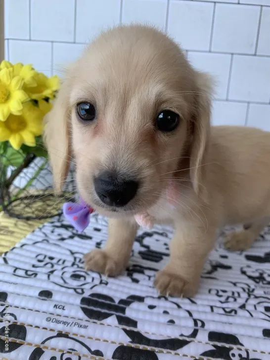 ID:2107-01772の子犬