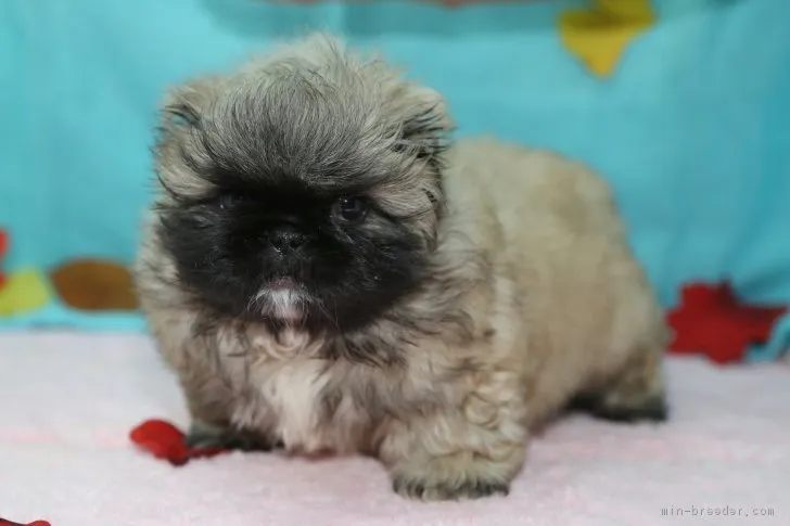 sanのママ 様のお迎えした子犬