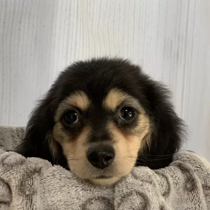 ようこ 様のお迎えした子犬
