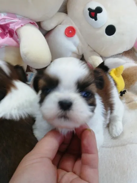 ID：1304-00478の子犬