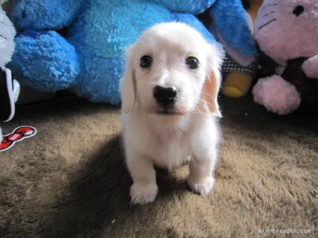 陽気なダックスフンドが大好きな愛犬家 様のお迎えした子犬