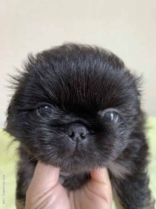 力(りき)のパパ 様のお迎えした子犬