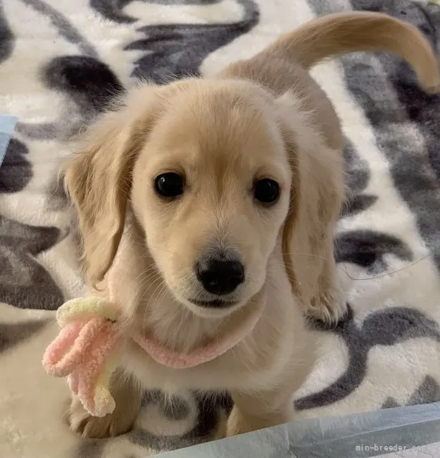 ID：2112-04234の子犬