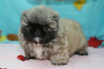 ペキニーズ【大分県・男の子・2016年11月3日・フォーン】の写真「2015No1ペキニーズ直子」