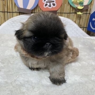 ペキニーズ【大分県・女の子・2023年5月23日・フォーン】の写真「バランスのとれた可愛い子です。」