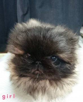 ペキニーズ【大分県・女の子・2016年11月20日・フォーン  ブラックセーブル ブラックマスク】の写真「とっても小さい女の子」