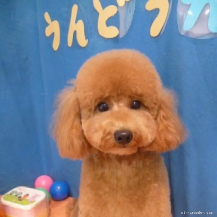 けんた 様のお迎えした子犬