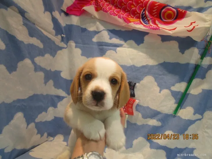 ケンタ 様のお迎えした子犬