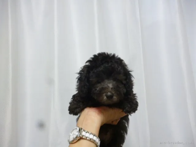 ID:1708-00854の子犬