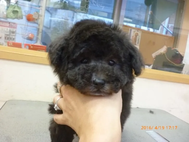 ID:1605-01732の子犬