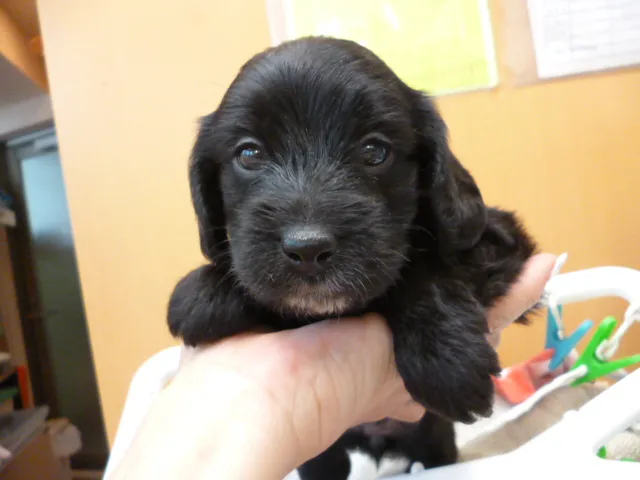 ID：1605-01702の子犬
