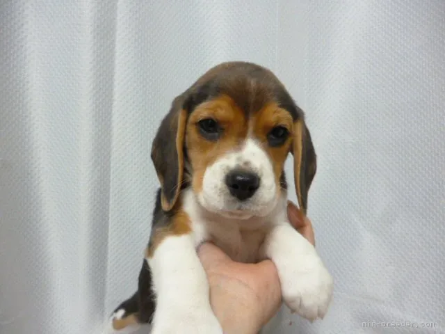 Lily 様のお迎えした子犬