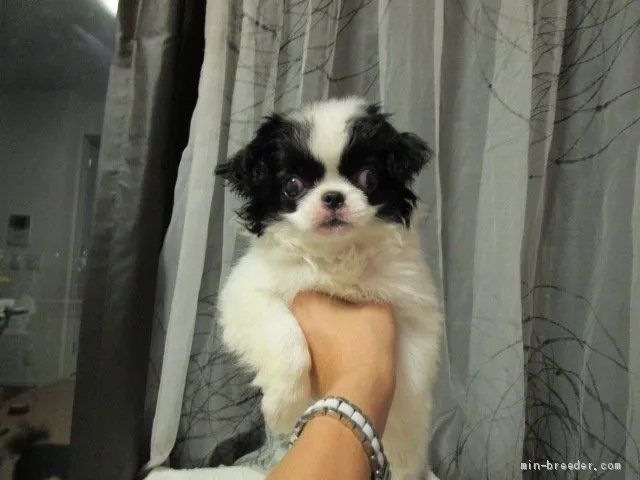ID：1909-03001の子犬