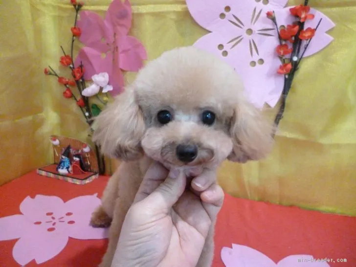 ティーカッププードル【東京都・男の子・2020年6月23日・アプリコット】の写真1「２／２４撮影」