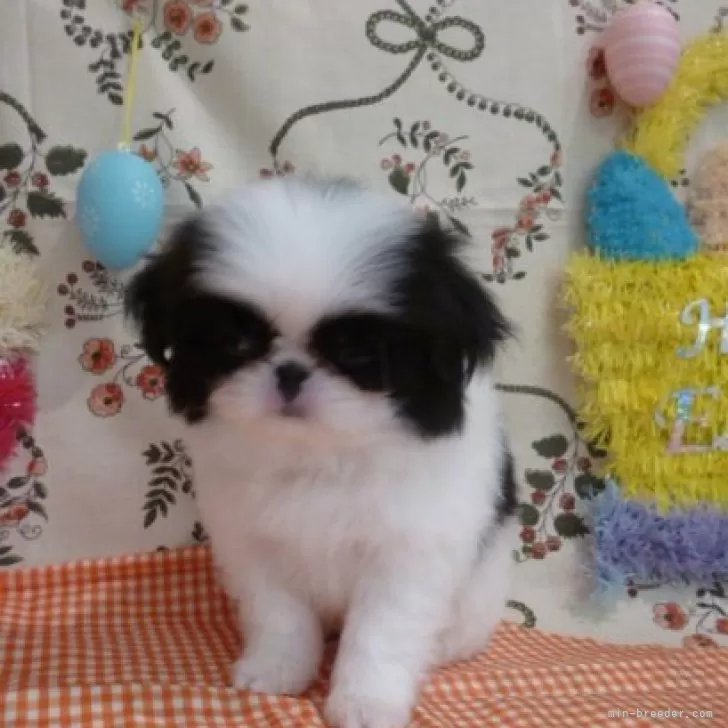 ID:2403-06126の子犬