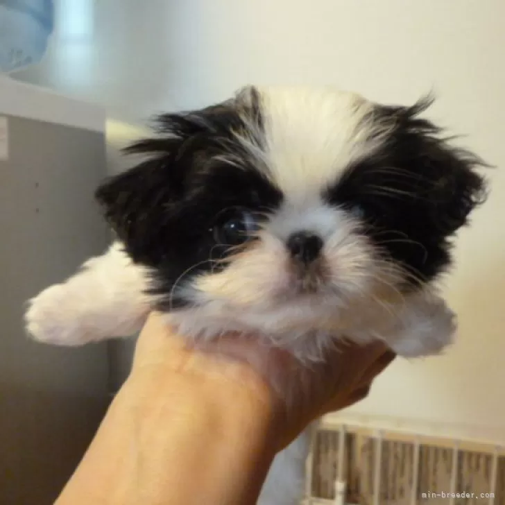 ちゃちゃミント 様のお迎えした子犬
