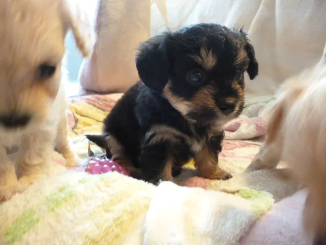 ID：1605-01733の子犬