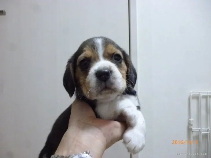 ID：1612-00197の子犬