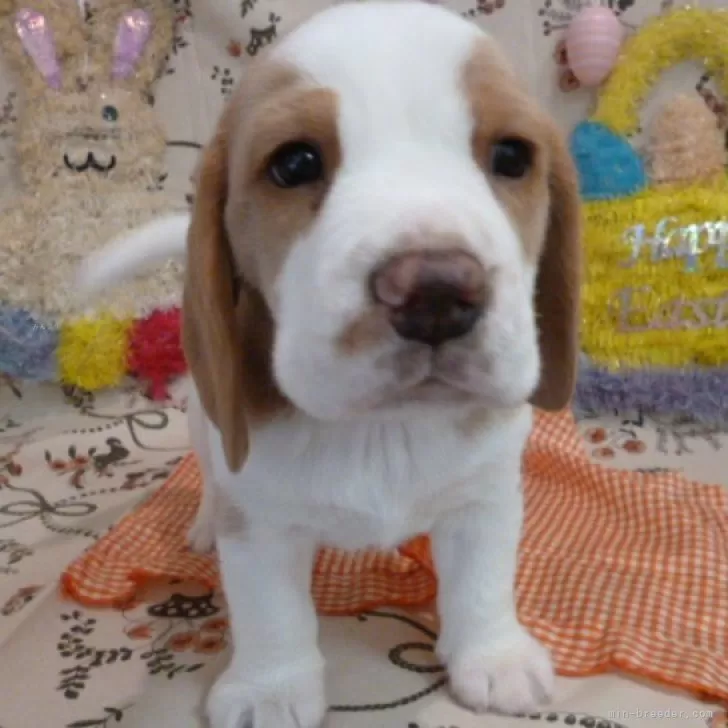 ID：2403-06087の子犬
