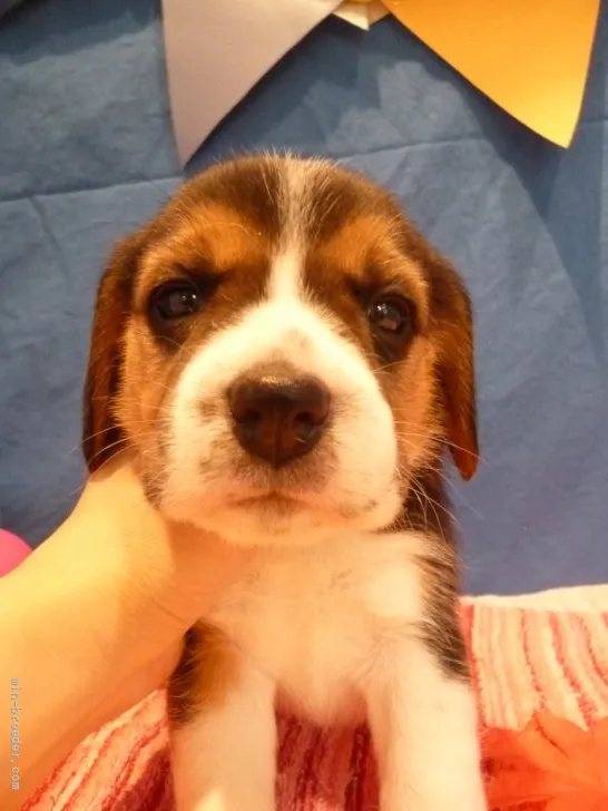 T.Y 様のお迎えした子犬