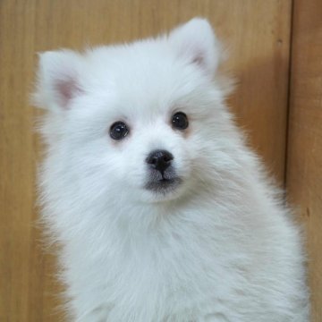 日本スピッツ【栃木県・男の子・2024年12月27日・ホワイト】の写真「小振りな男の仔です」