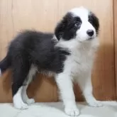 ボーダーコリー
