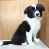ボーダーコリー