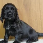 イングリッシュコッカースパニエル