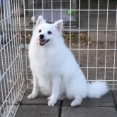 日本スピッツ【栃木県・女の子・2025年6月23日・ホワイト】の写真2