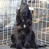 イングリッシュコッカースパニエル【栃木県・男の子・2025年6月3日・ソリッドブラック】の写真3