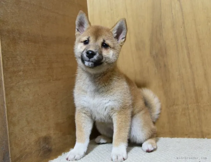 ID：1811-00013の子犬