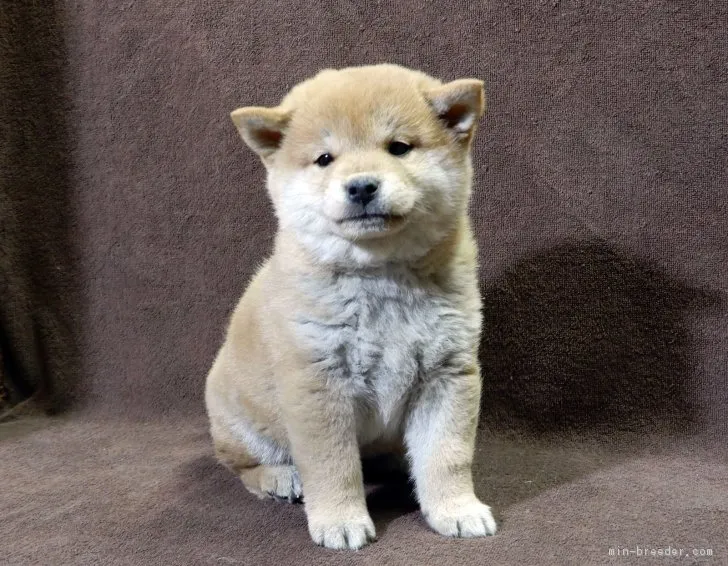 ID：1703-00990の子犬