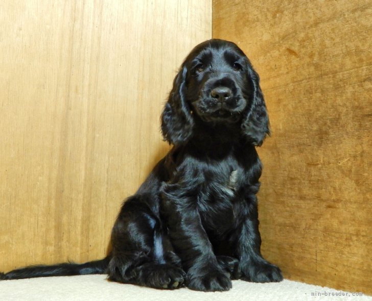 イングリッシュコッカースパニエル 栃木県 男の子 21年6月日 ブラック 希少 ソリッドブラック みんなのブリーダー 子犬id 2109 イングリッシュコッカースパニエル 栃木県 男の子 21年6月日 ブラック 希少 ソリッドブラック みんなのブリーダー 子犬id 2109