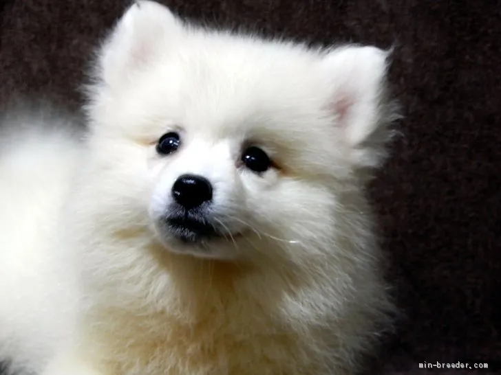 ID：1909-00785の子犬