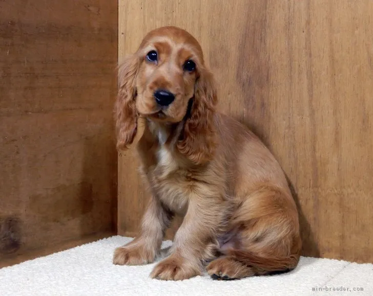 S.T 様のお迎えした子犬