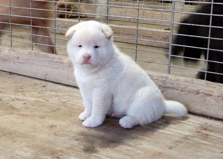 88 様のお迎えした子犬