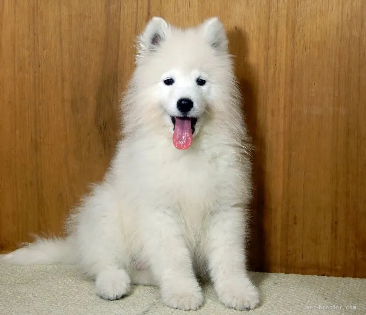 ID：2203-02981の子犬