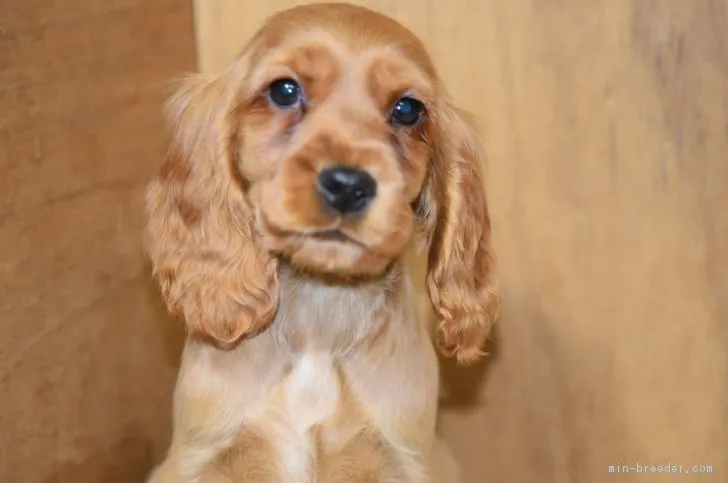 tmkenken 様のお迎えした子犬