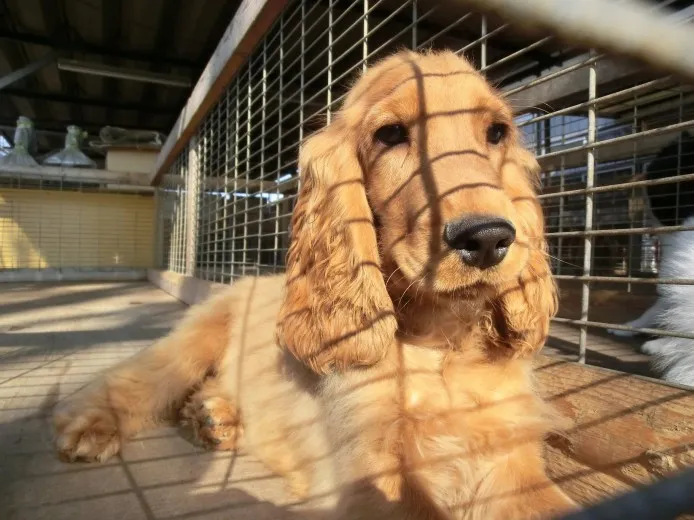 禿親父 様のお迎えした子犬