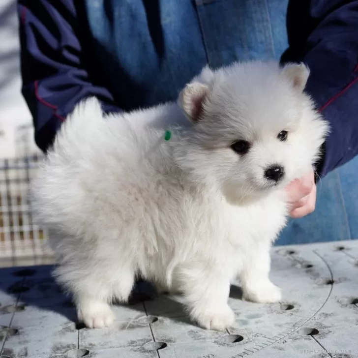 ID：2402-00877の子犬