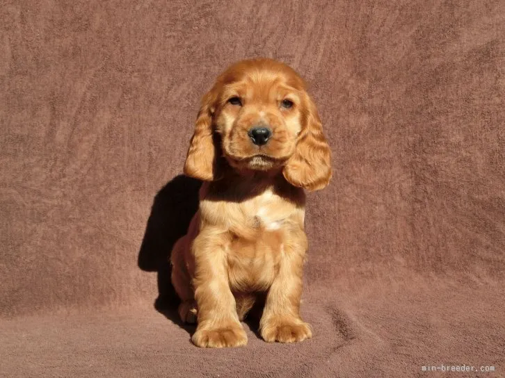 あいぼう 様のお迎えした子犬